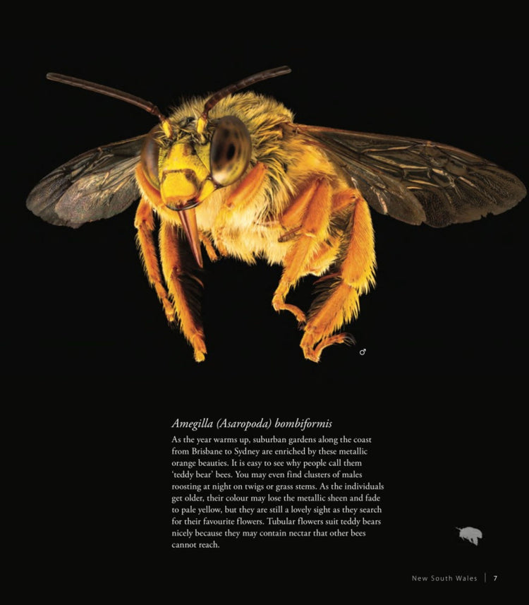 Bees of Australia: A Photographic Exploration