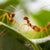 How to keep ants out of your hive