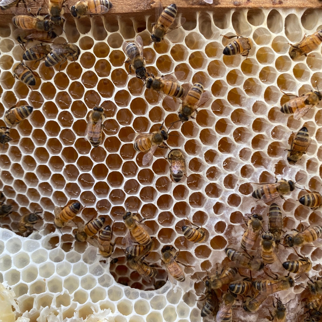 Honeybees on honeycomb