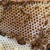 How do bees make beeswax?