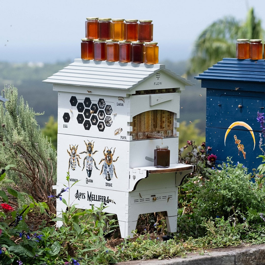 Difference between a Flow Hive and a Langstroth.
