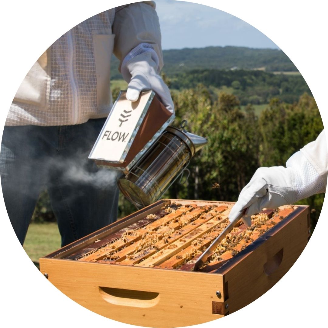 How beekeepers around the world manage varroa