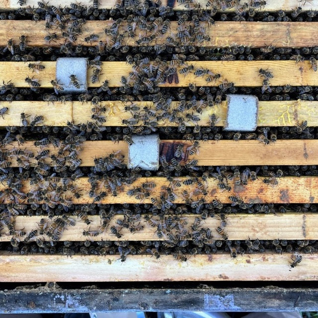 Observations on oxalic acid drizzle and strip treatments
