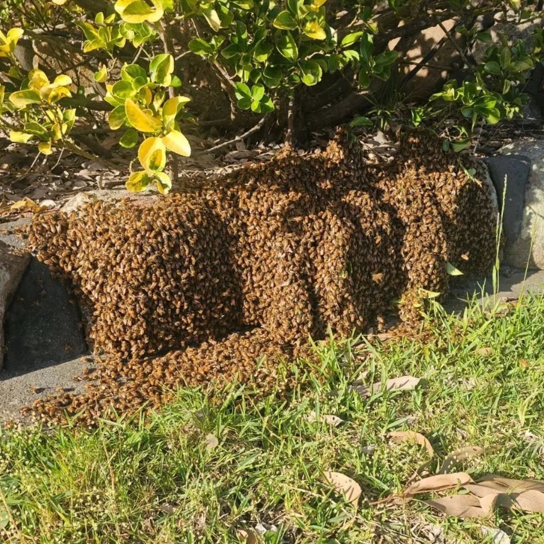 A large swarm of honeybees 