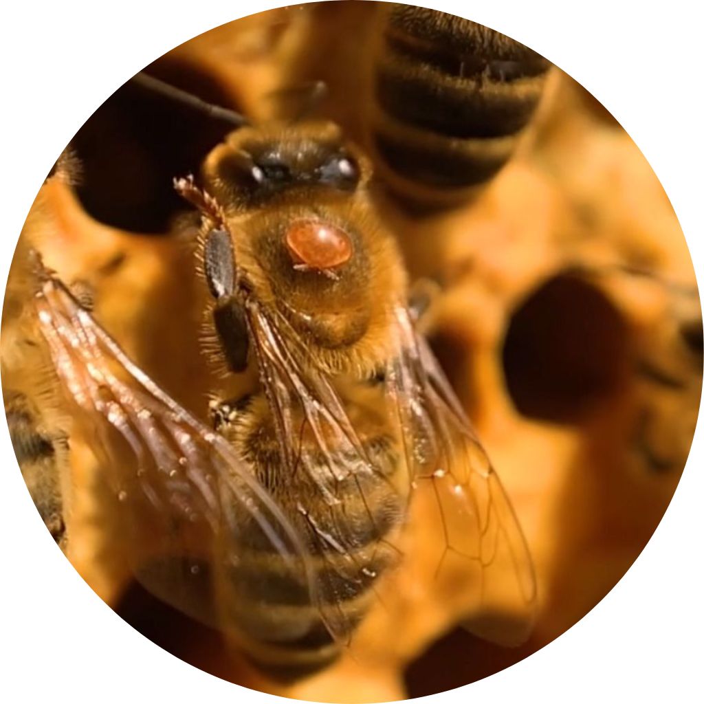 Varroa Mites