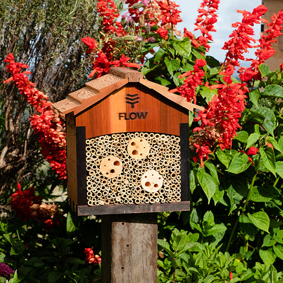 How to attract native bees to your garden