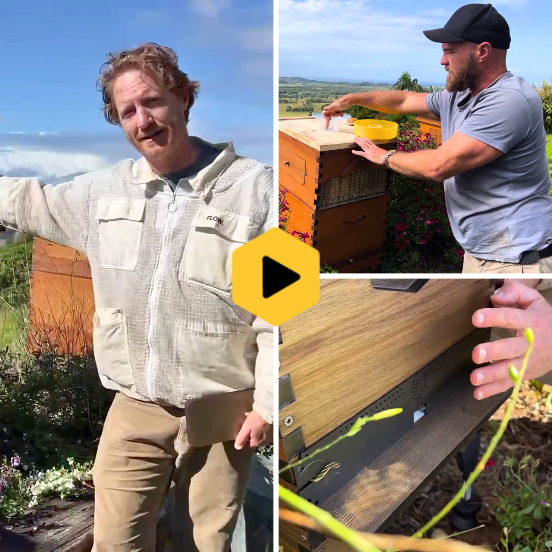 Preparing your hive for winter
