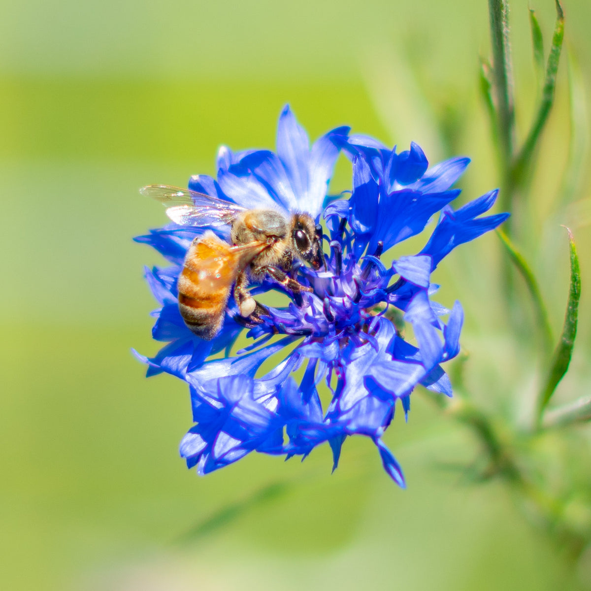 How to Help the Bees - Flow Hive AU