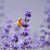 Abundance of Flowers