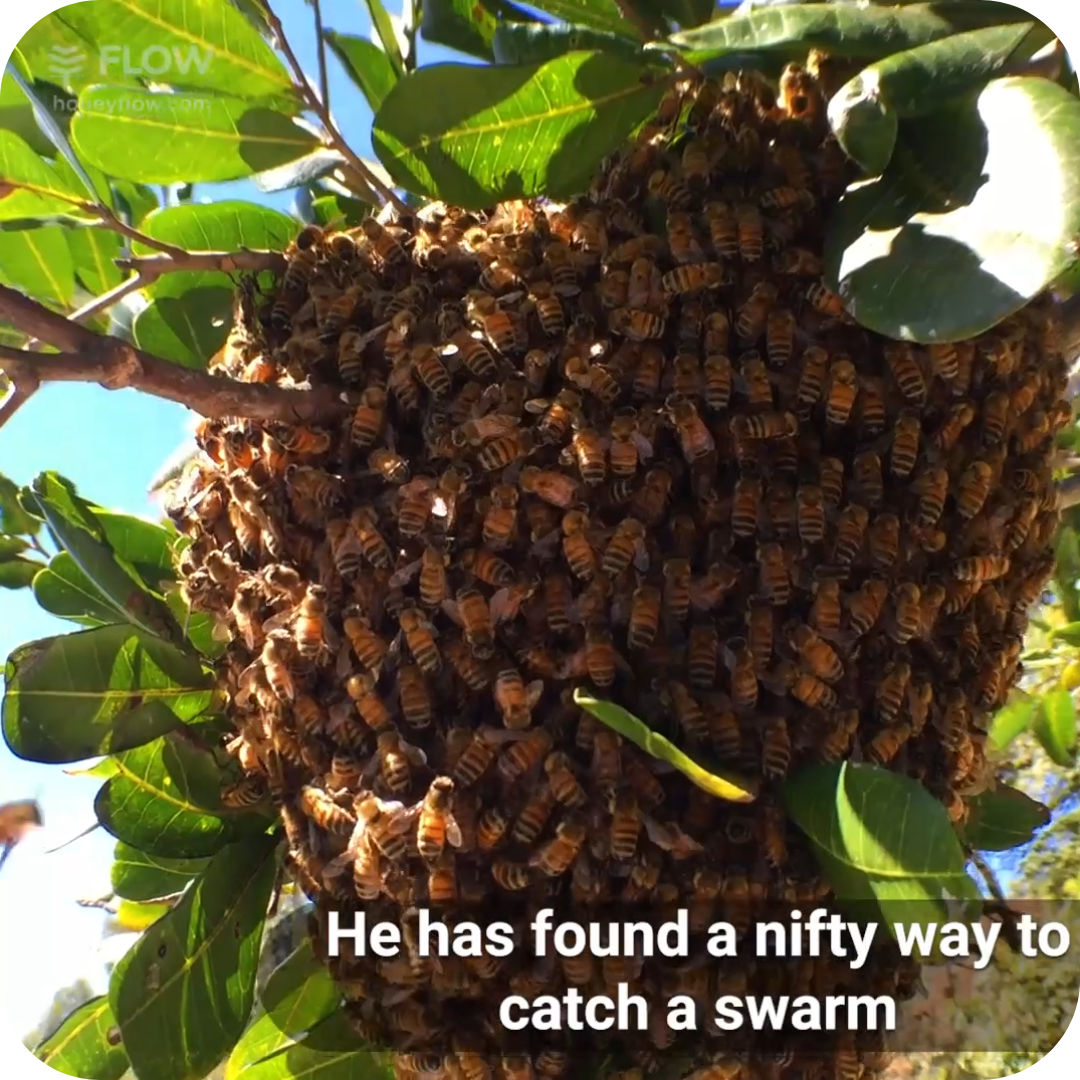 Thrill of the swarm catch