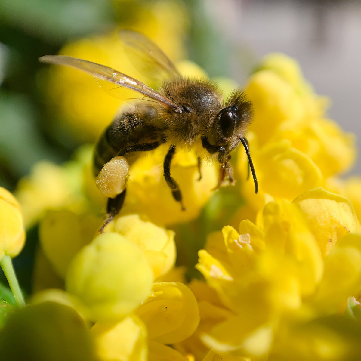 World Bee Day 2025 - Flow Hive AU