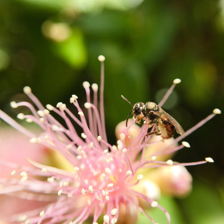 Pollinator Booster Bundle