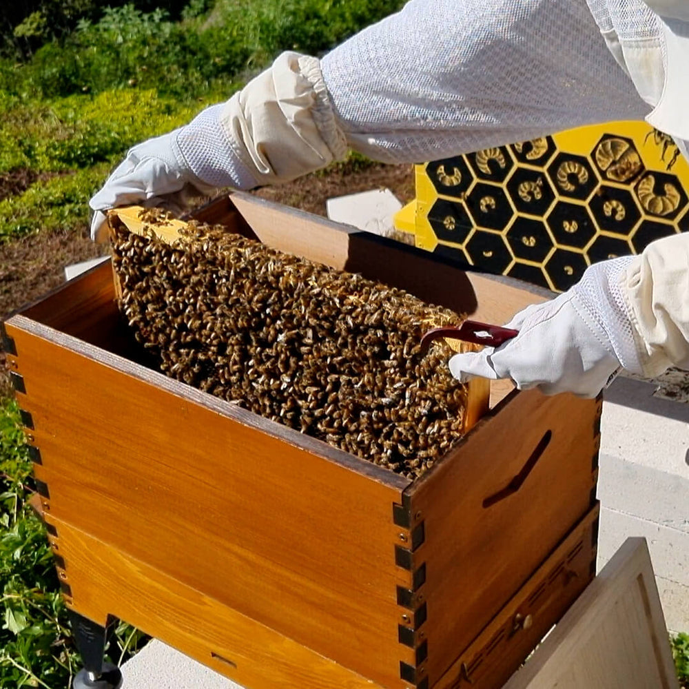 How a Flow Ambassador can help you get started - Flow Hive AU