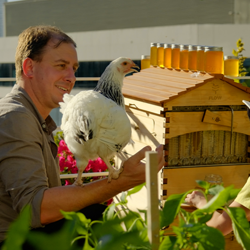 We've got a rooftop farm in the city!
