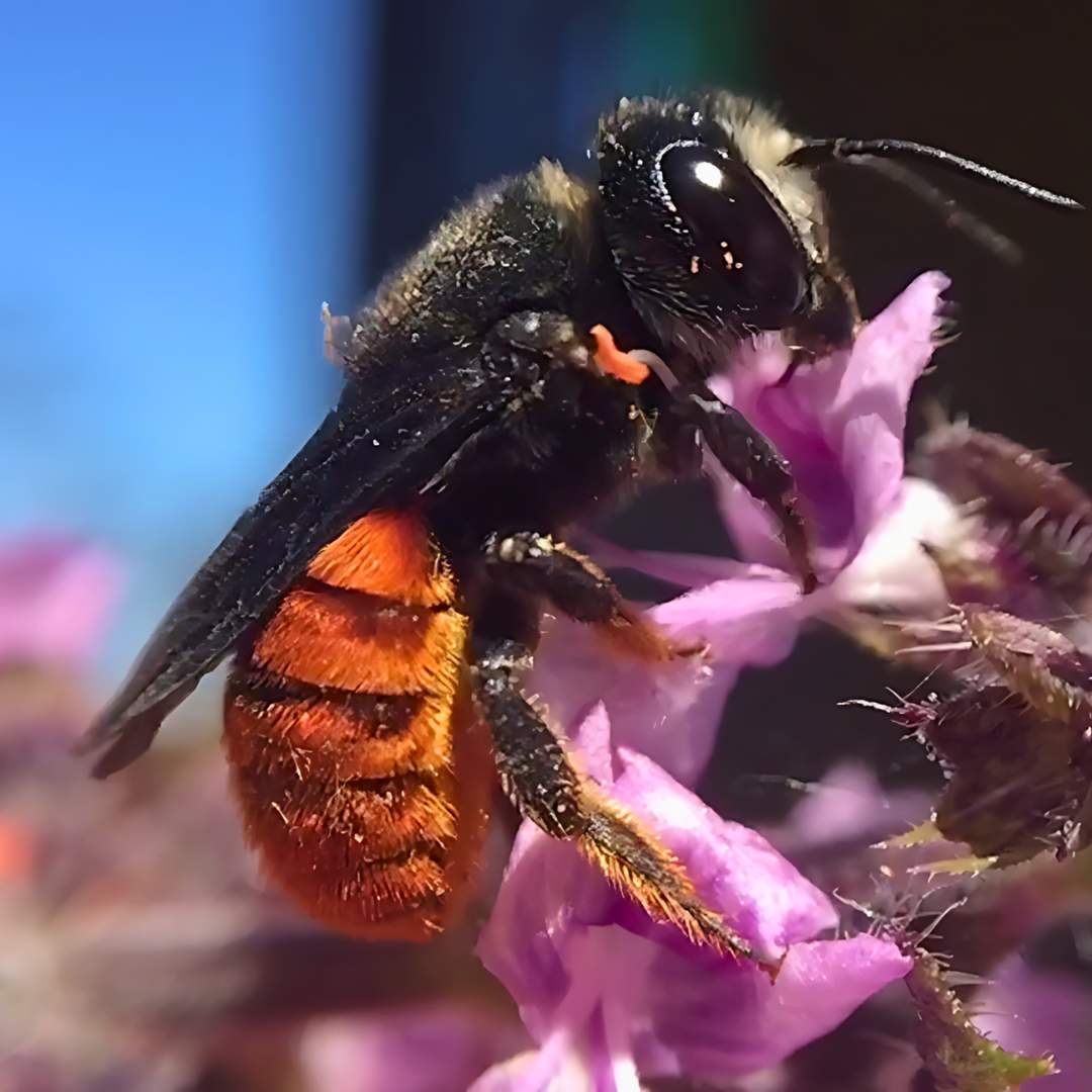 World Bee Day 2024 - Flow Hive AU