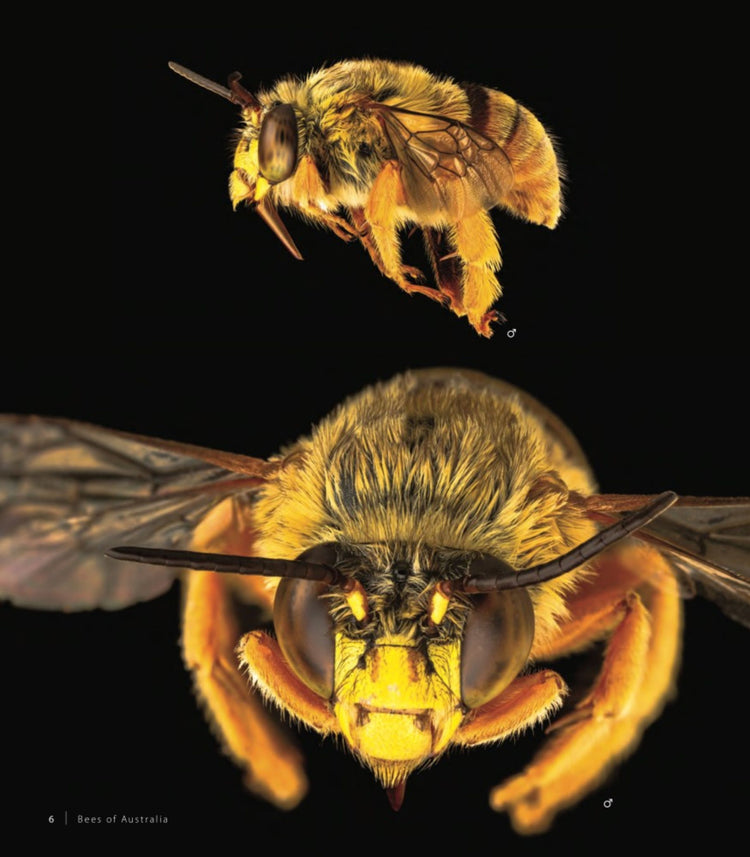 Bees of Australia: A Photographic Exploration