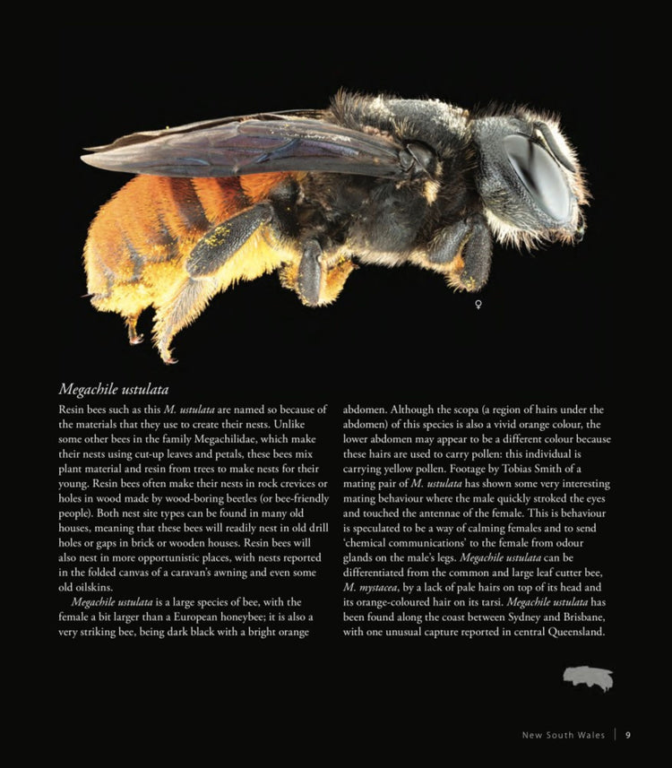 Bees of Australia: A Photographic Exploration